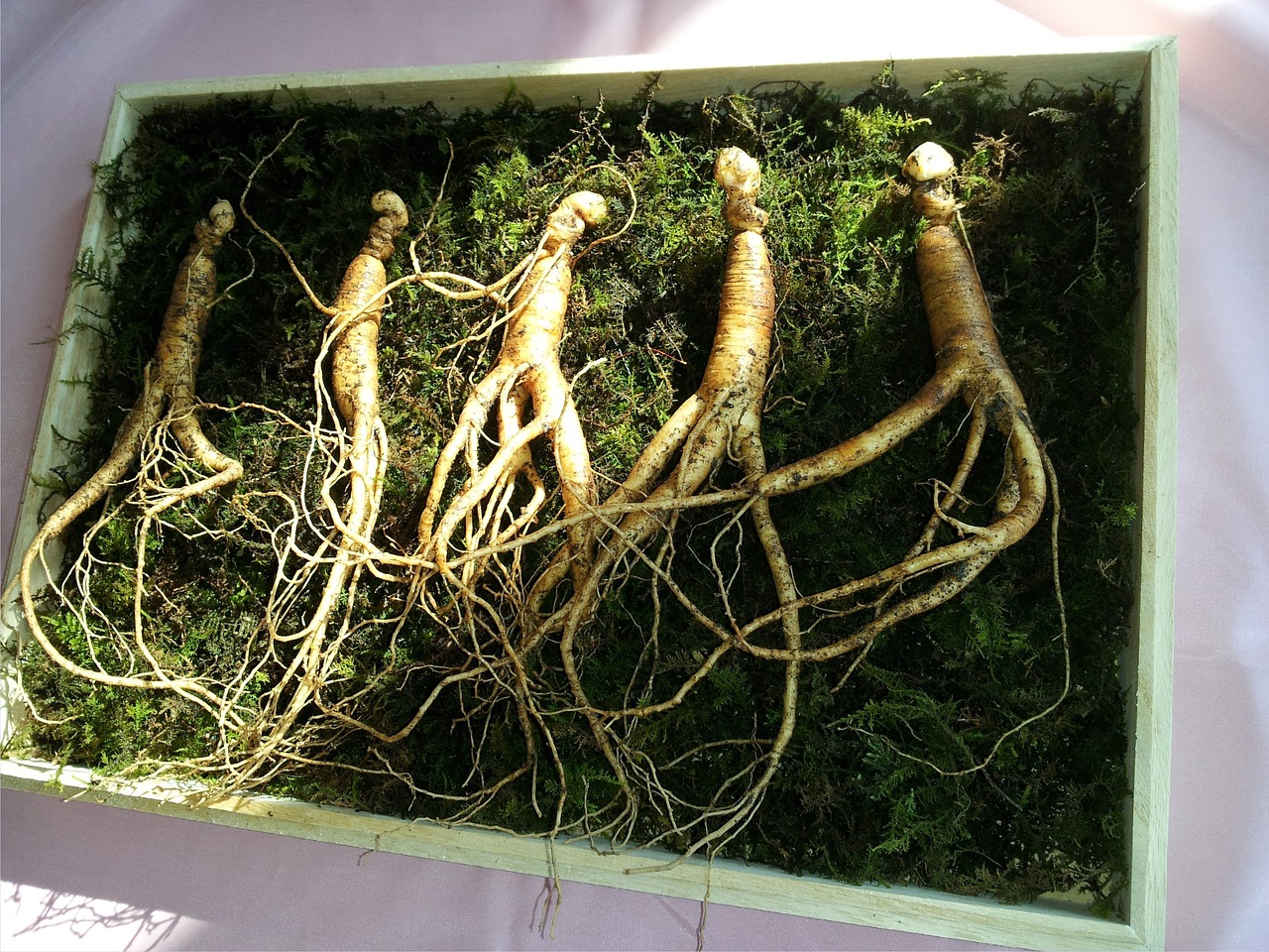 Tout savoir sur le Ginseng et la récupération sportive