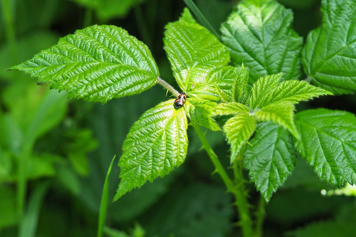 4_remèdes_naturels_efficaces_contre_le_rhume_des_foins