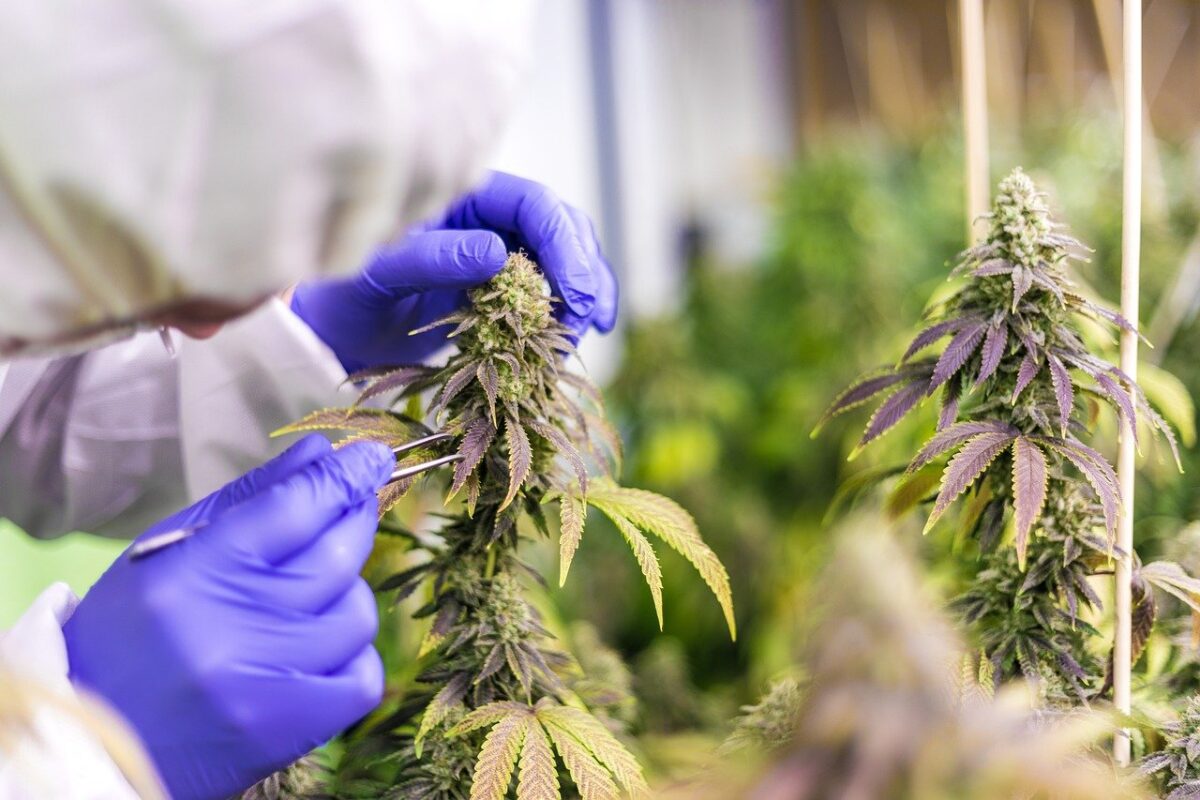 fleur cbd puissante