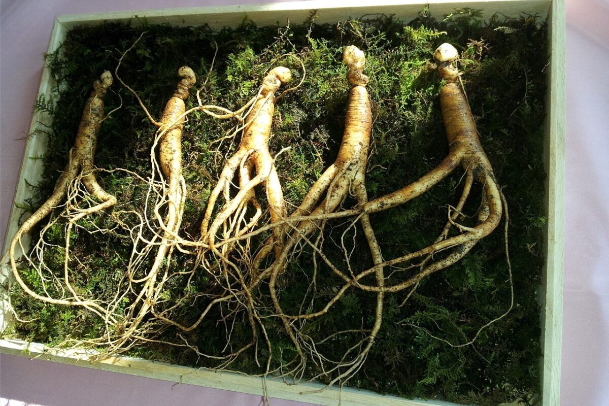 Tout savoir sur le Ginseng et la récupération sportive